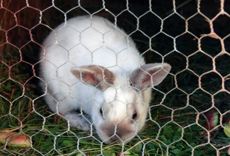 White rabbit in a cage stock image. Image of hutch, brown 20928789