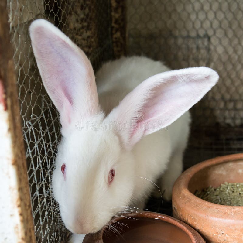 White Rabbit Cage Stock Photos Download 1,603 Royalty Free Photos