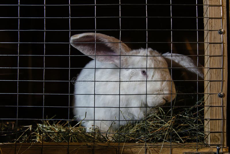Rabbit in a cage. stock photo. Image of cute, area, furry 168440752