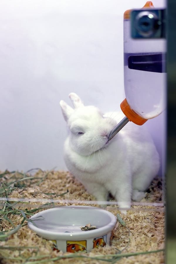 White Rabbit Drinks Water From The Drinking Bottle Stock Photo Image