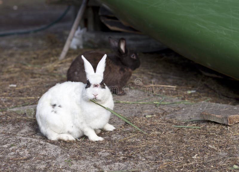 White rabbit eating grass