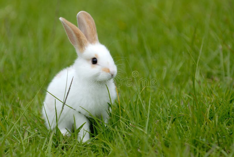125,055 White Rabbit Stock Photos - Free & Royalty-Free Stock Photos from Dreamstime 125,055 White Rabbit Stock Photos - Free & Royalty-Free Stock Photos from Dreamstime