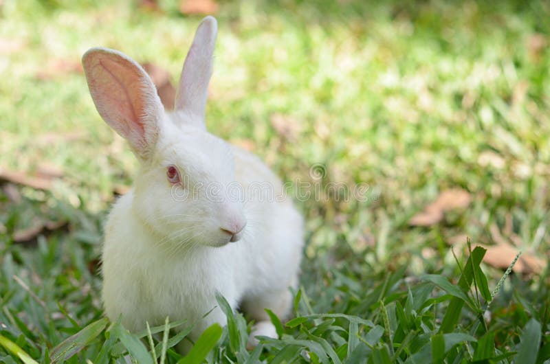 White rabbit in grass