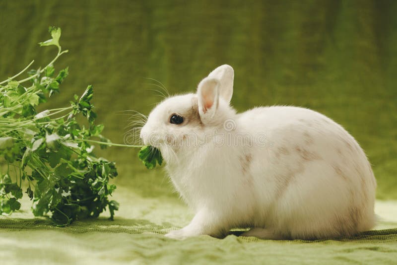 White rabbit on green background royalty free stock image White rabbit on green background royalty free stock image