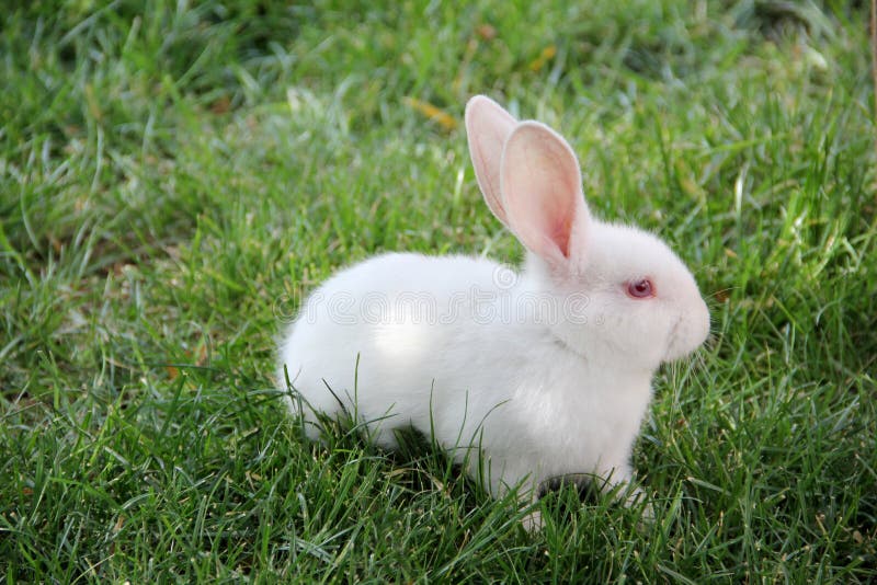 White Rabbit On Green Grass Stock Photo - Image of ears, domestic: 15423818