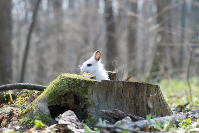 Poco bianco coniglio nascondiglio foresta primavera.