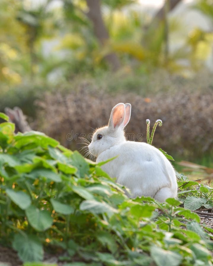 White Rabbit stock photo. Image of blur, closeup, animal 90352514