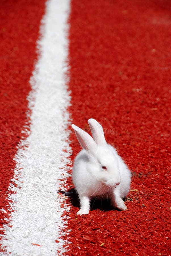 White rabbit on a racetrack