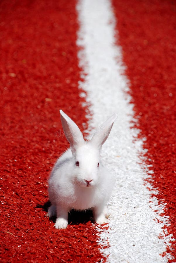 White rabbit ready to run