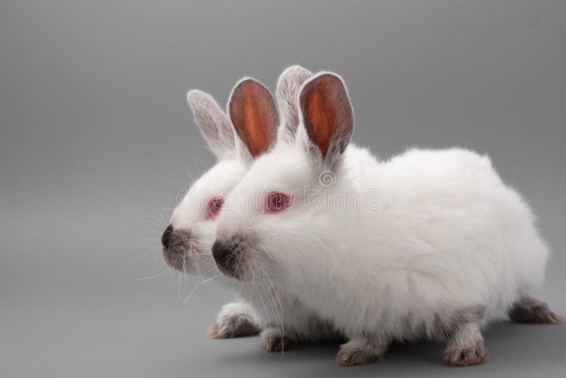 White Rabbit with Red Eyes on a Gray Background. Studio. Stock Image