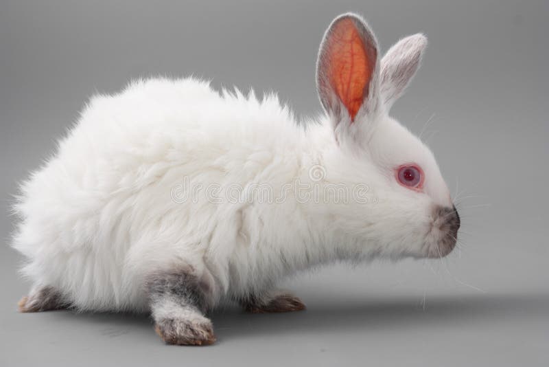 White Rabbit with Red Eyes on a Gray Background. Studio. Stock Photo