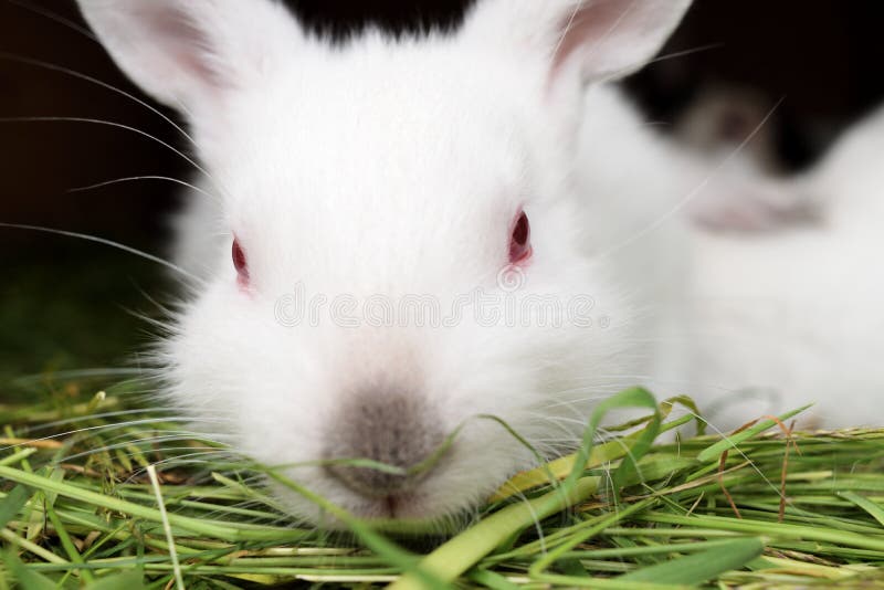 White rabbit with red eyes stock photo. Image of fear 74880480