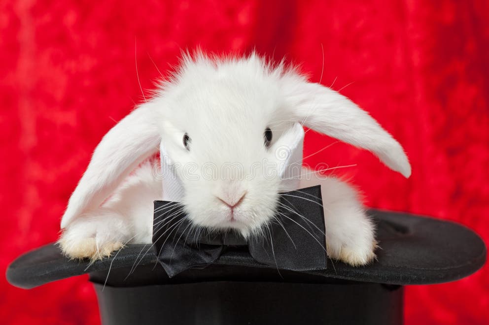 4,337 White Rabbit Hat Stock Photos - Free & Royalty-Free Stock Photos