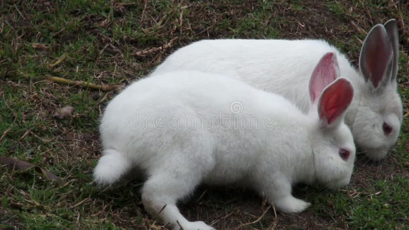 White Rabbits, Bunny, Hare, Easter, Nature Stock Footage - Video of ears,  fluffy: 45962198