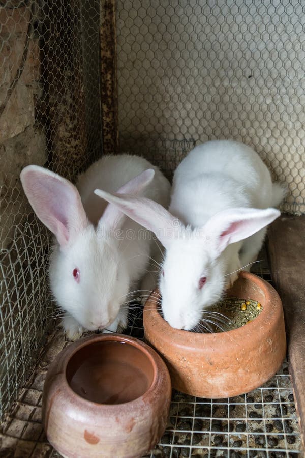 White rabbits in the cage stock photo. Image of ears 98186372