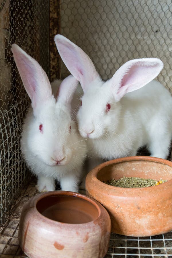 White rabbits in the cage stock photo. Image of food 98186594