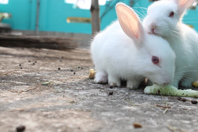 Two White Rabbits Playing and Enjoying in Their Way Stock Photo Image