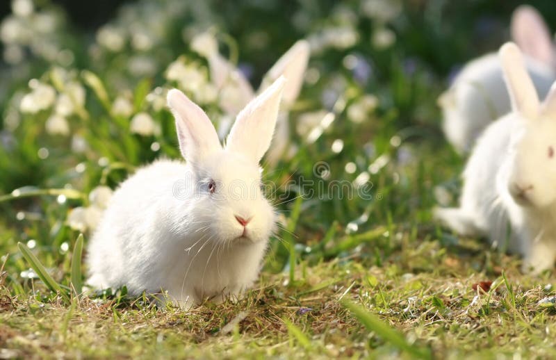 White rabbits on green meadow