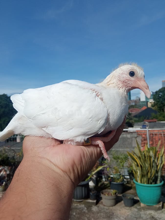 White Racing Pigeon stock photo. Image of waterbird 263777708