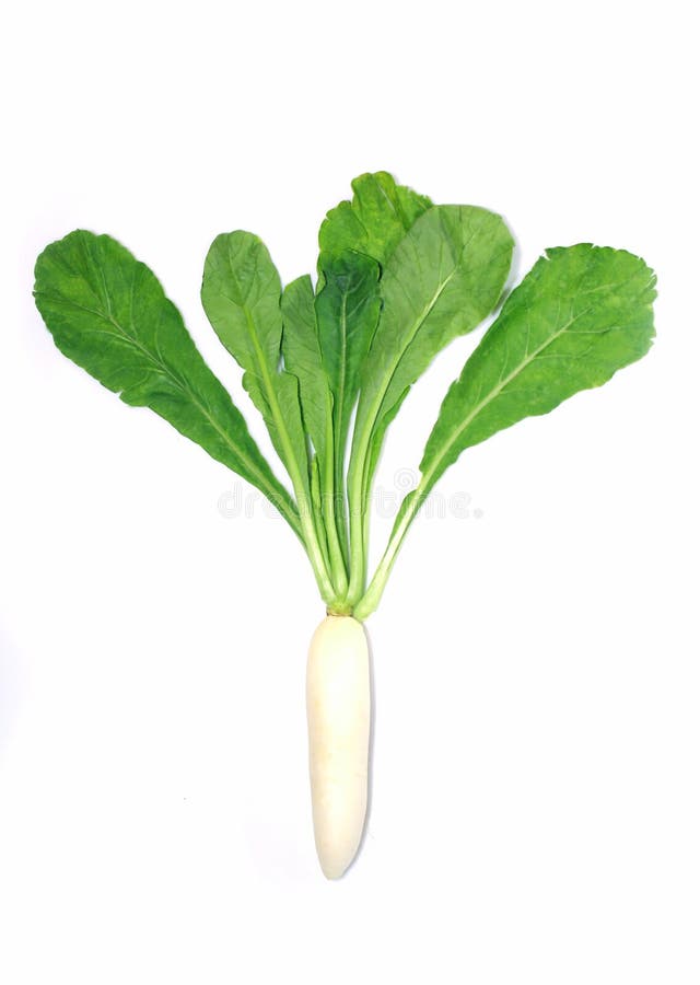 White Radish with Green Leaves Stock Photo Image of isolated, root