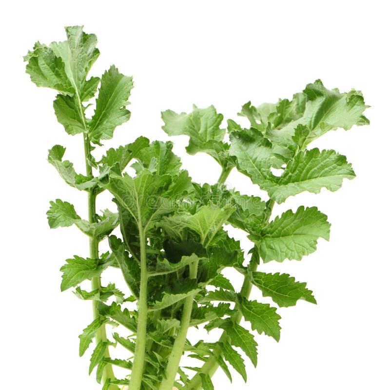 White radish leaves stock photo. Image of background 66778608