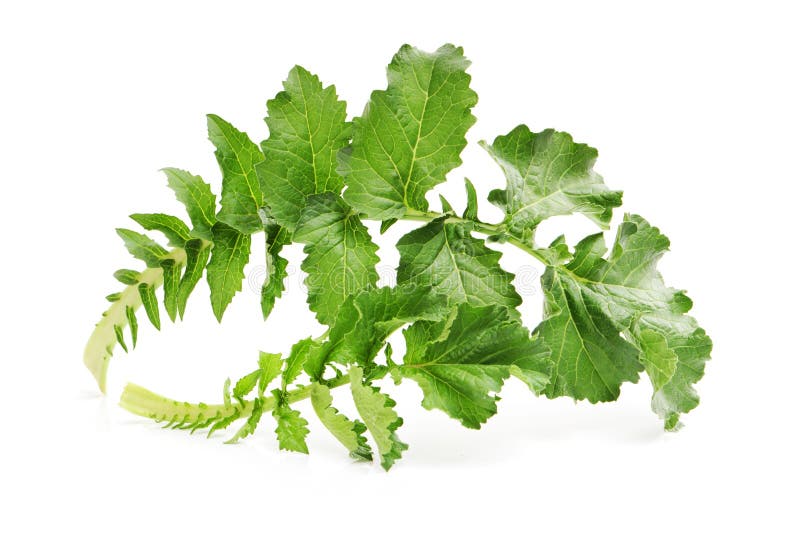 White radish stock photo. Image of nutrition, japan, healthy 18589958