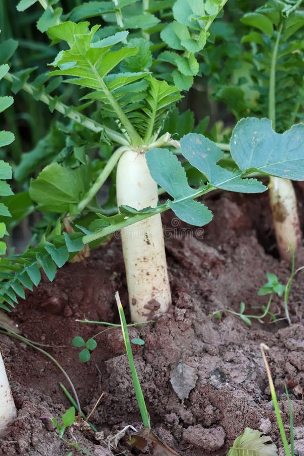 White Radish Growing In The Garden Bed. Gardening Banner Background