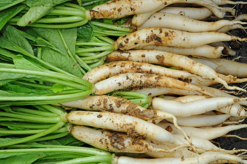 White Radish Plants stock image. Image of diet, produce 19038775