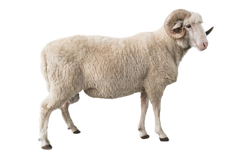 White ram isolated