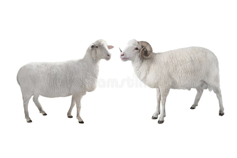 White ram and sheep isolated