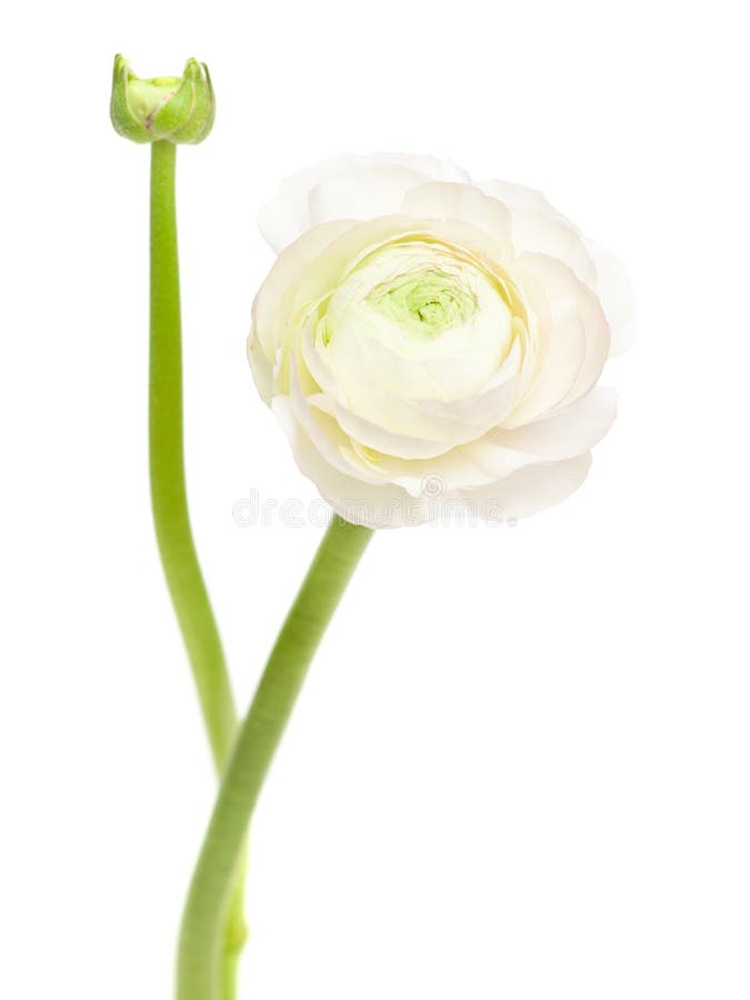 White Buttercup Flowers Picture. Image 82987055