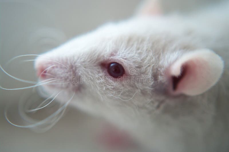 White rat stock photo. Image of nice, ears, mice, hidden 13475266
