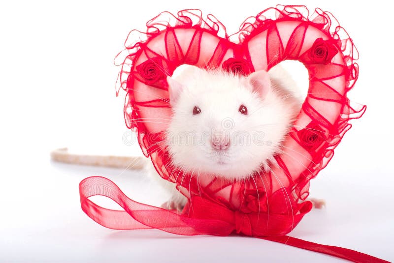 Valentine Rats stock photo. Image of vermin, mammal, lollipop
