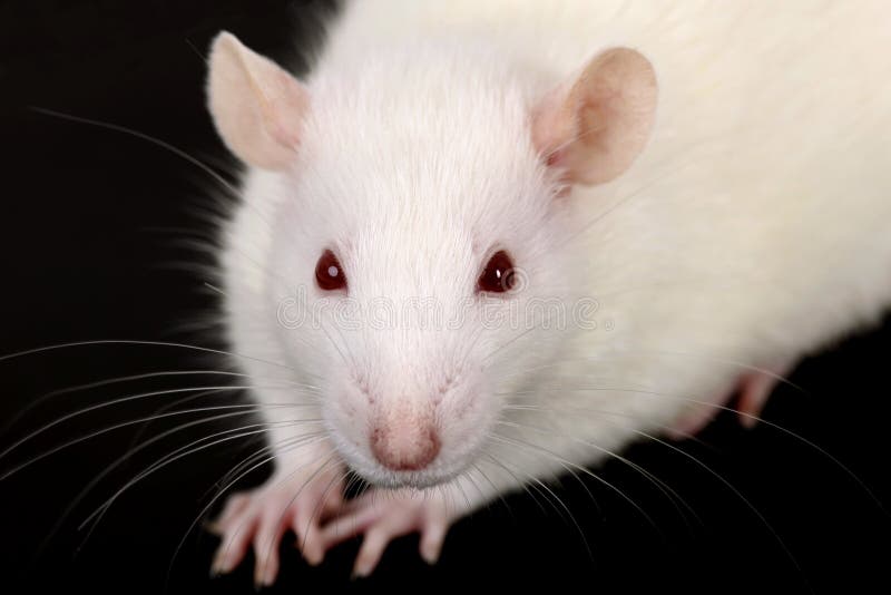 White Rat stock image. Image of albino, background, shot 8102689