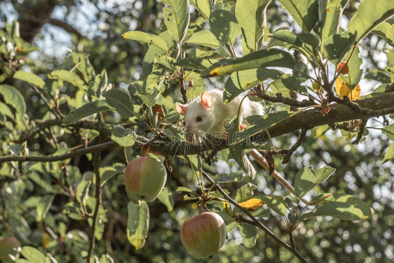 White Rat Climbs a Tree Branch. Rat on the Apple Tree Stock Photo Image of albino, outdoor