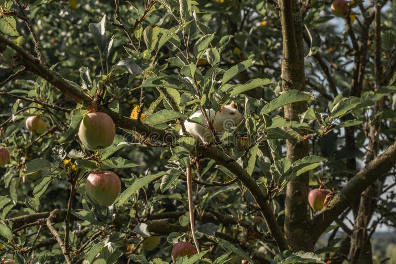 White Rat Climbs a Tree Branch. Rat on the Apple Tree Stock Photo Image of branch, plant