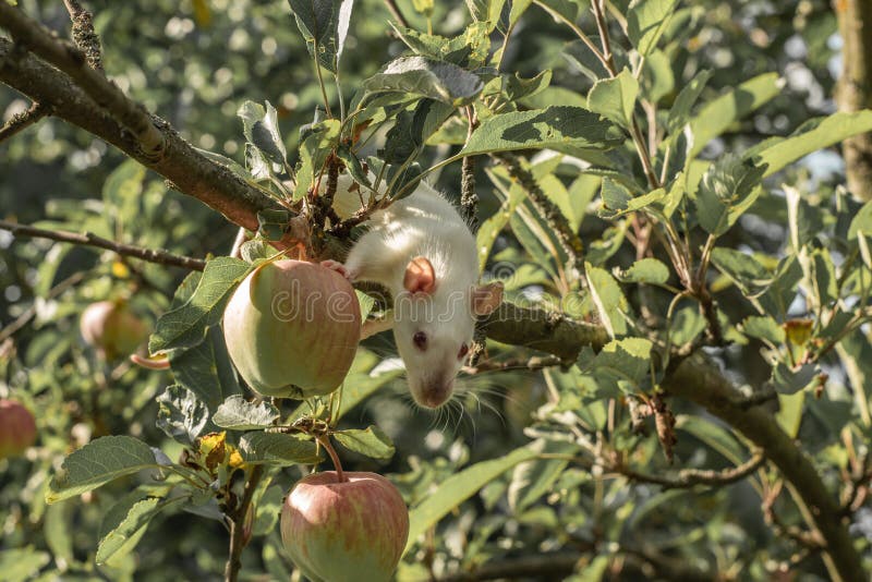 White Rat Climbs a Tree Branch. Rat on the Apple Tree Stock Image Image of daylight, green