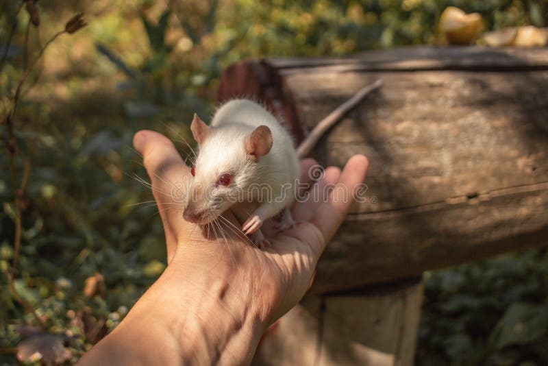 A White Rat Crawls on a Log. the Rodent is Looking for Food. the Rat is