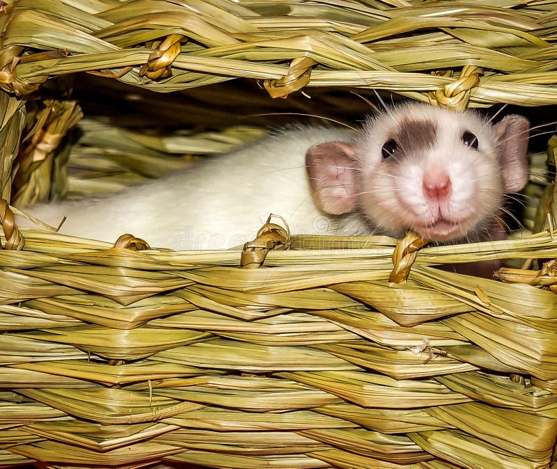 Two white rats on a couch stock photo. Image of furbaby 49135254