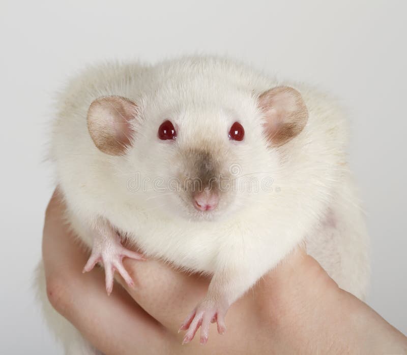 White rat stock image. Image of curiosity, medic, nose 33038755