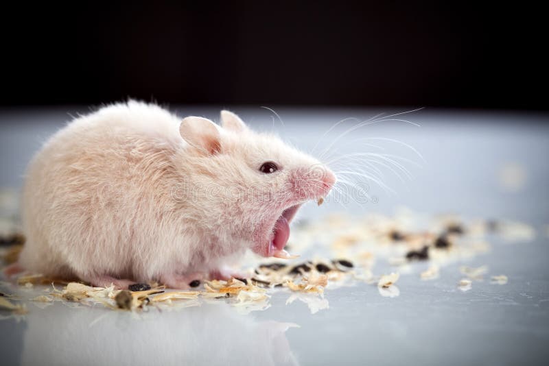 White rat yawning stock image. Image of look, isolated 13219355
