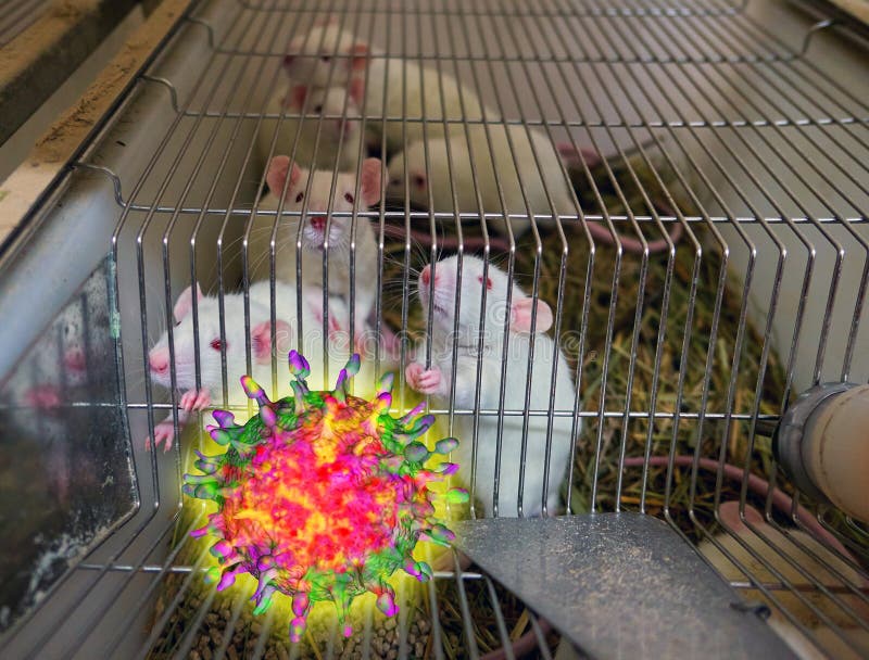 White Rats in Cell for Testing by Corona Virus Stock Image Image of