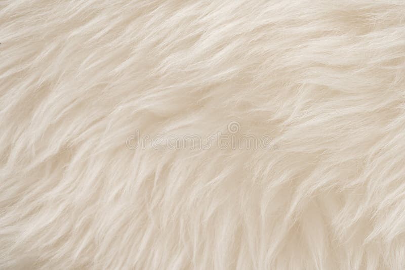 White real wool with beige top texture background. light cream natural sheep wool.  seamless plush cotton, texture of fluffy fur