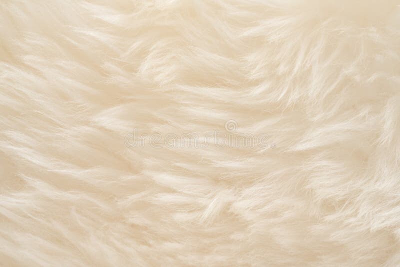 White real wool with beige top texture background. light cream natural sheep wool.  seamless plush cotton, texture of fluffy fur