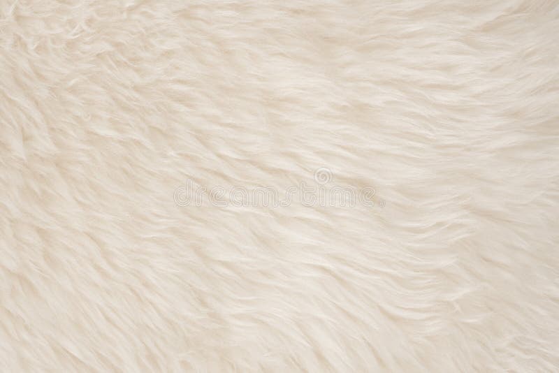 White real wool with beige top texture background. light cream natural sheep wool.  seamless plush cotton, texture of fluffy fur