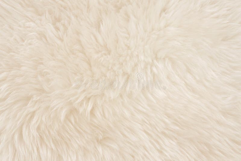 White real wool with beige top texture background. light cream natural sheep wool.  seamless plush cotton, texture of fluffy fur