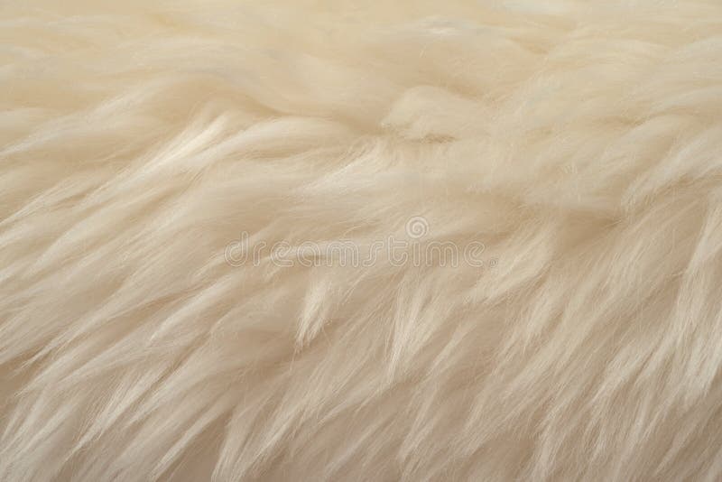 White real wool with beige top texture background. light cream natural sheep wool.  seamless plush cotton, texture of fluffy fur