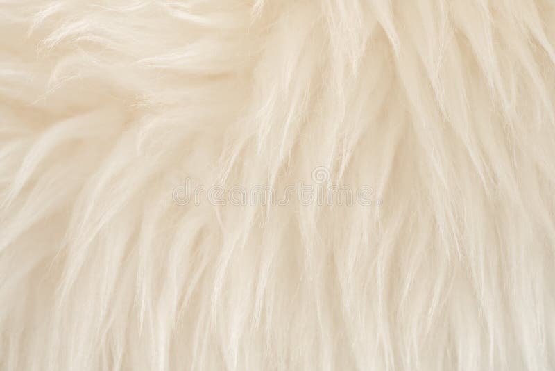 White real wool with beige top texture background. light cream natural sheep wool.  seamless plush cotton, texture of fluffy fur