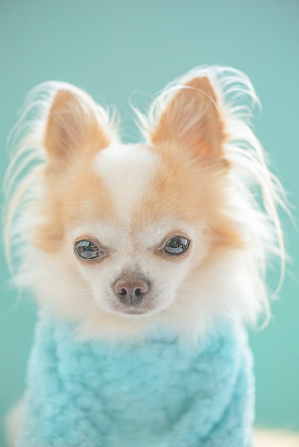 White and red Chihuahua in a blue sweater on a blue background