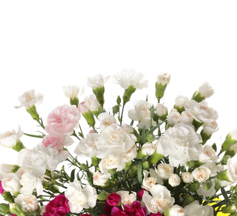 White and Red Color Small Carnation Bud on White. Flower Bouquet Background Stock Image Image